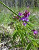 Lathyrus vernus. Верхушка побега с соцветиями. Тверская обл., Весьегонский р-н, ж. д. насыпь, заросли сныти. 23 мая 2020 г.