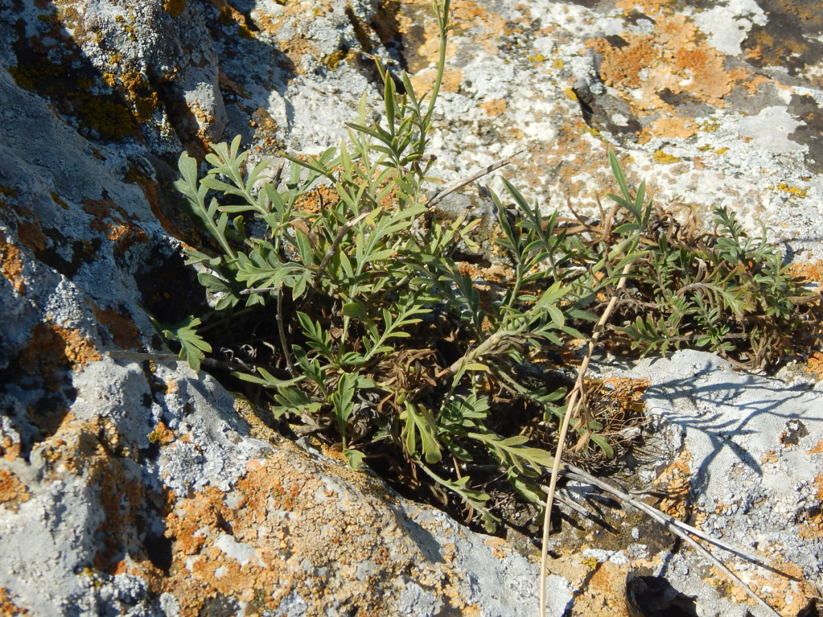 Image of Cephalaria uralensis specimen.