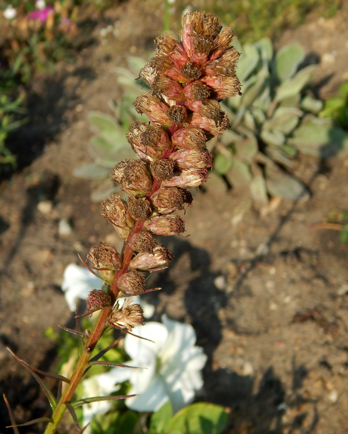 Image of genus Liatris specimen.