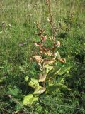 Senecio umbrosus. Плодоносящие растения. Украина, Львовская обл., Золочевский р-н, луговой склон северо-западной экспозиции. 2 сентября 2008 г.