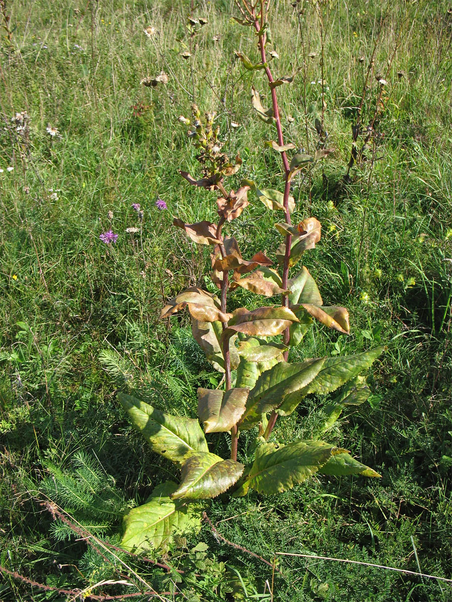 Изображение особи Senecio umbrosus.