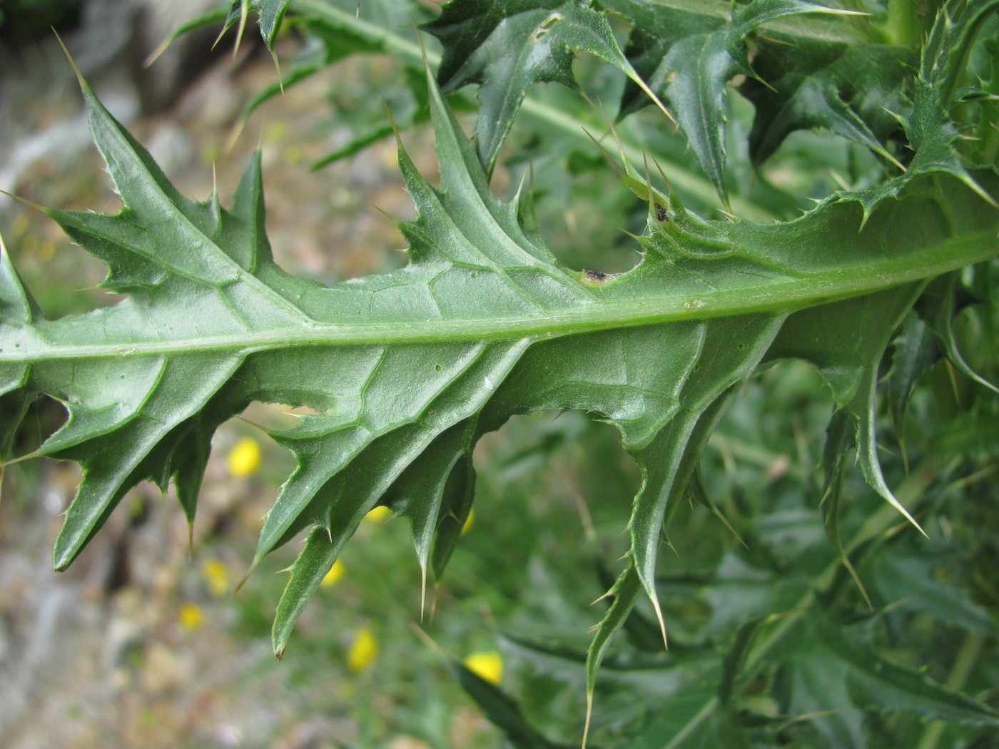 Изображение особи Cirsium elbrusense.