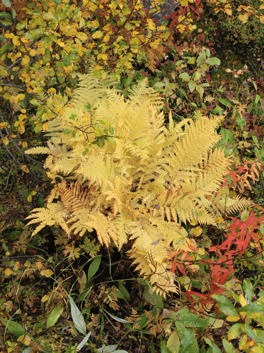 Image of Athyrium filix-femina specimen.