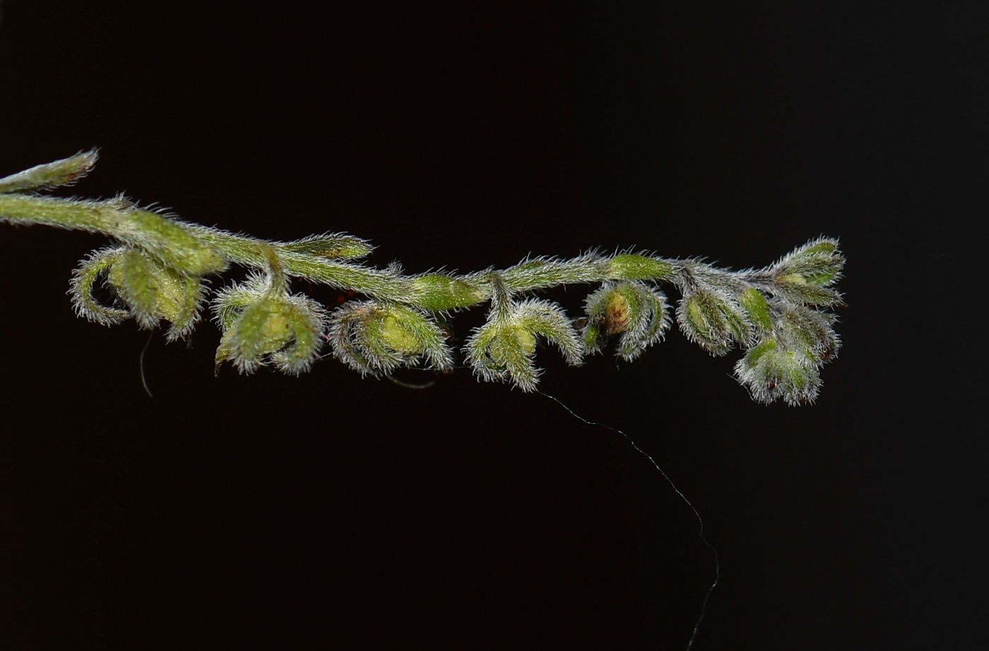 Image of Rochelia disperma specimen.