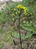 Draba stenocarpa