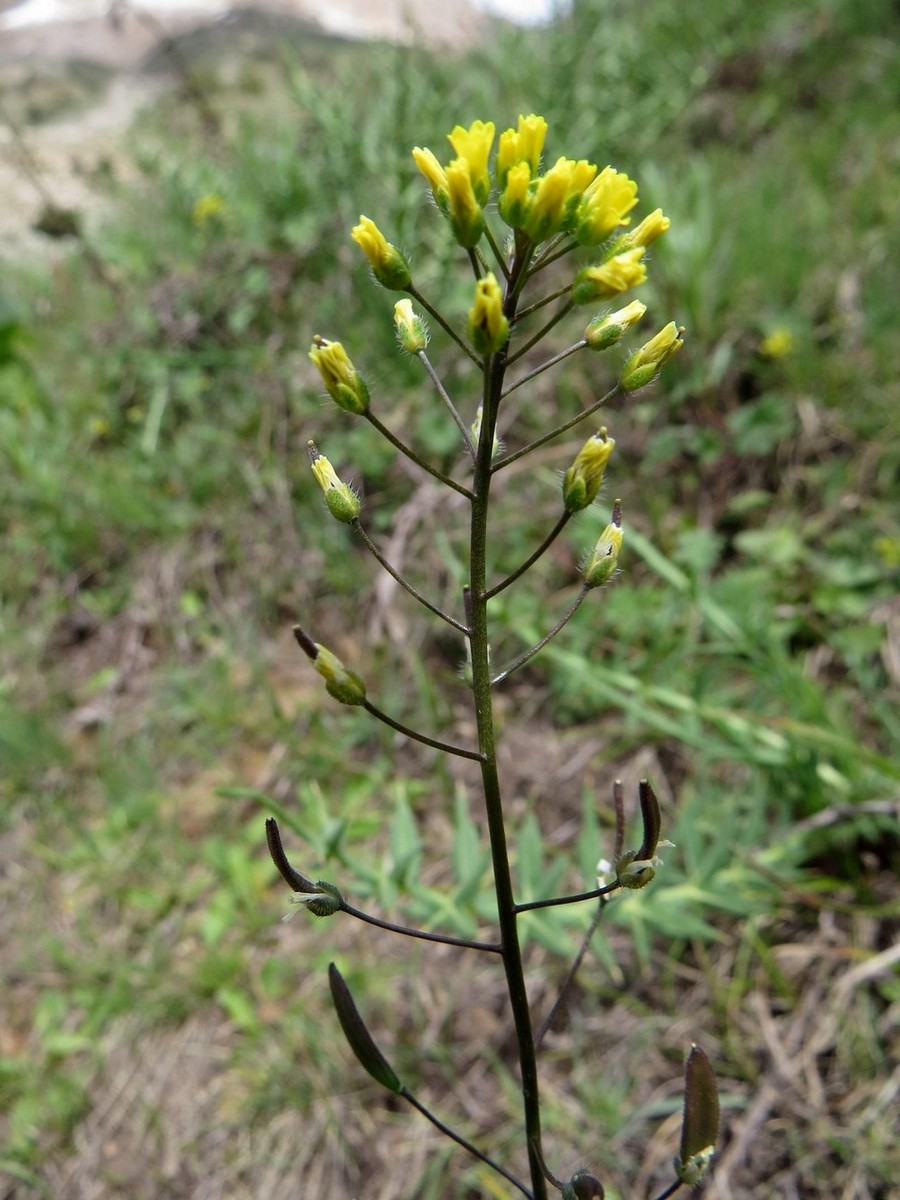 Изображение особи Draba stenocarpa.