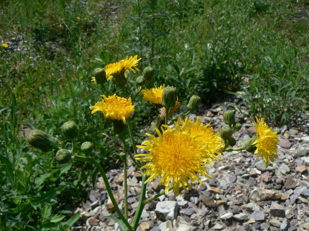 Image of Sonchus arvensis specimen.