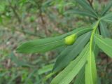 Salix elbursensis. Лист с галлом (Euura vesicator?). Краснодарский край, Абинский р-н, ст-ца Холмская, берег р. Хабль. 13.05.2020.