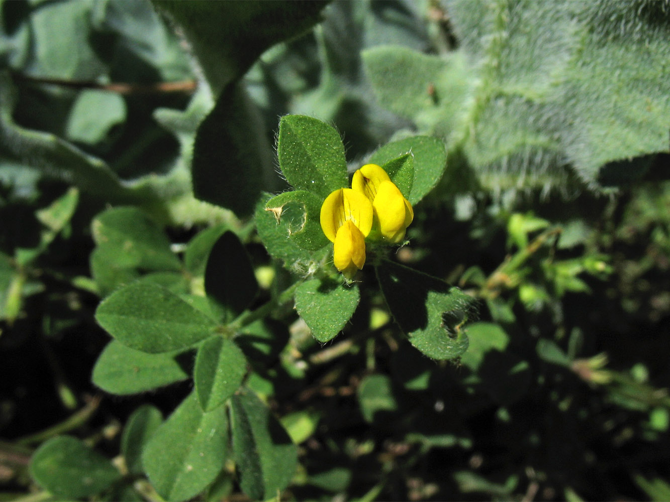 Image of Lotus peregrinus specimen.