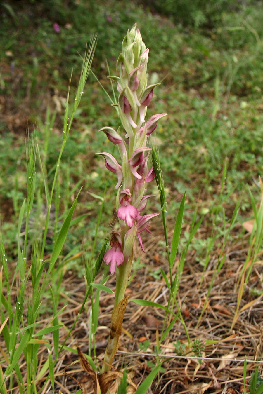 Изображение особи Anacamptis sancta.