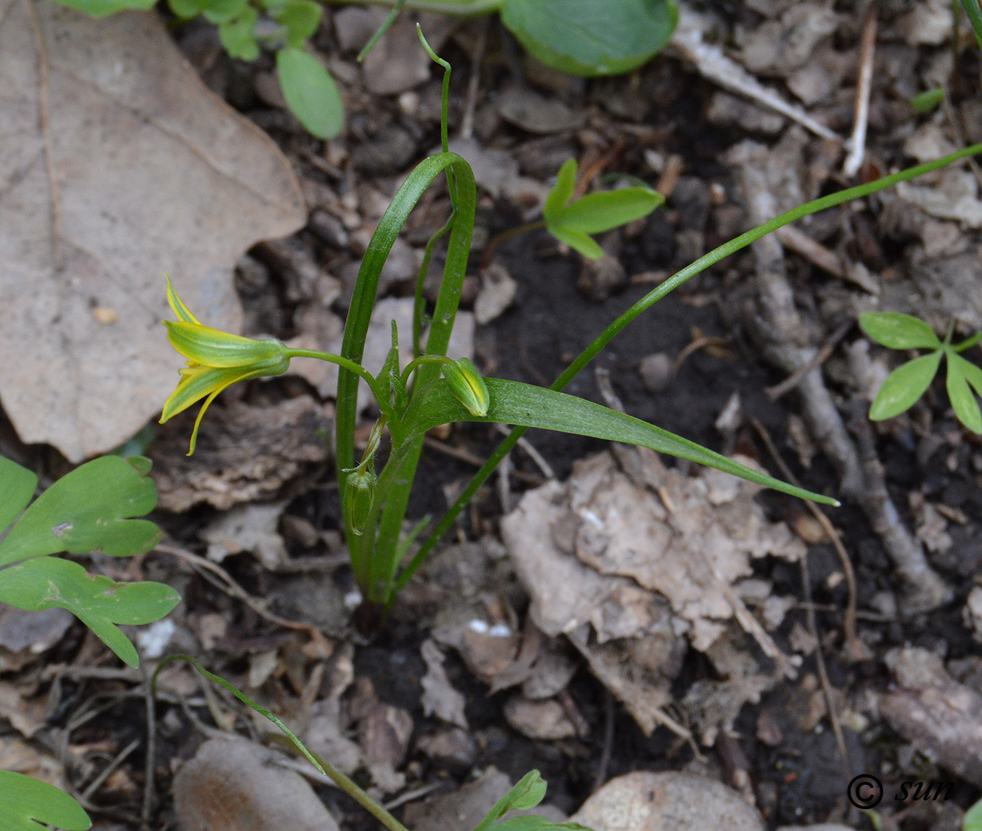 Изображение особи Gagea lutea.