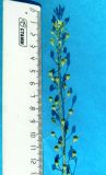 Camelina sylvestris