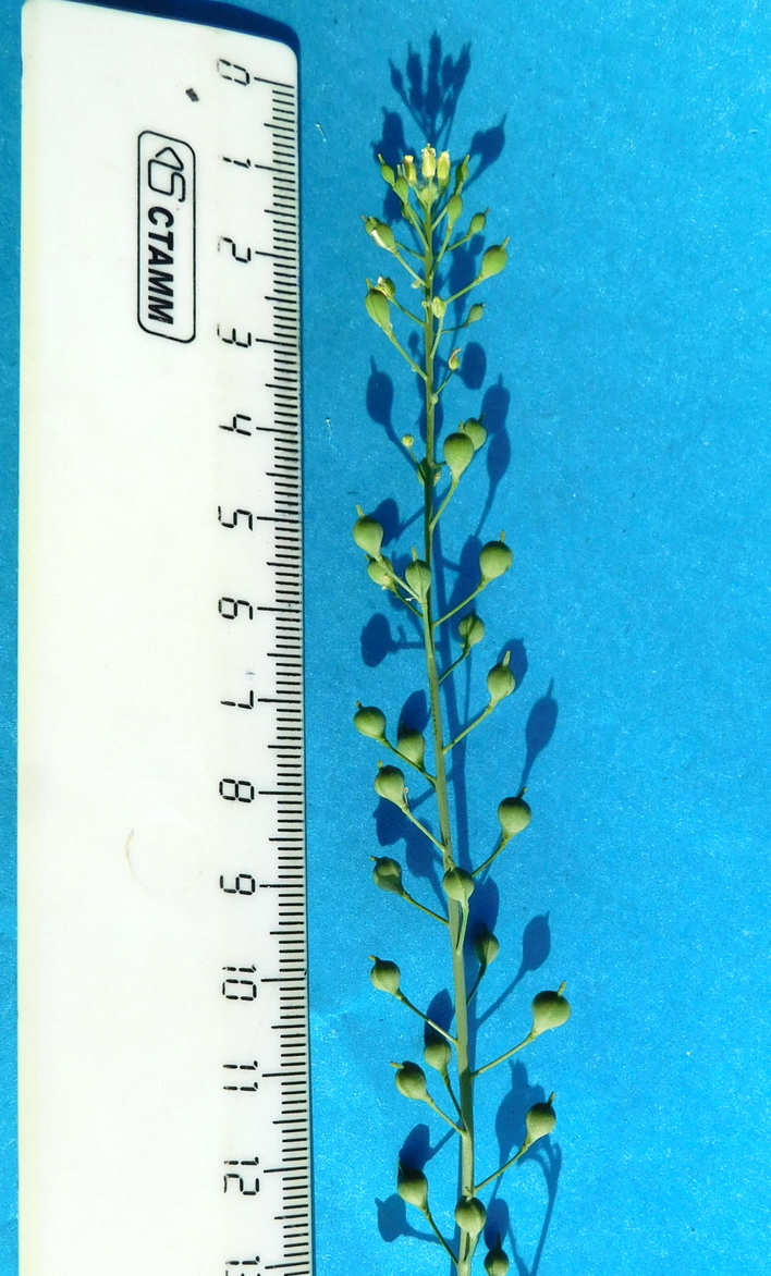 Image of Camelina sylvestris specimen.