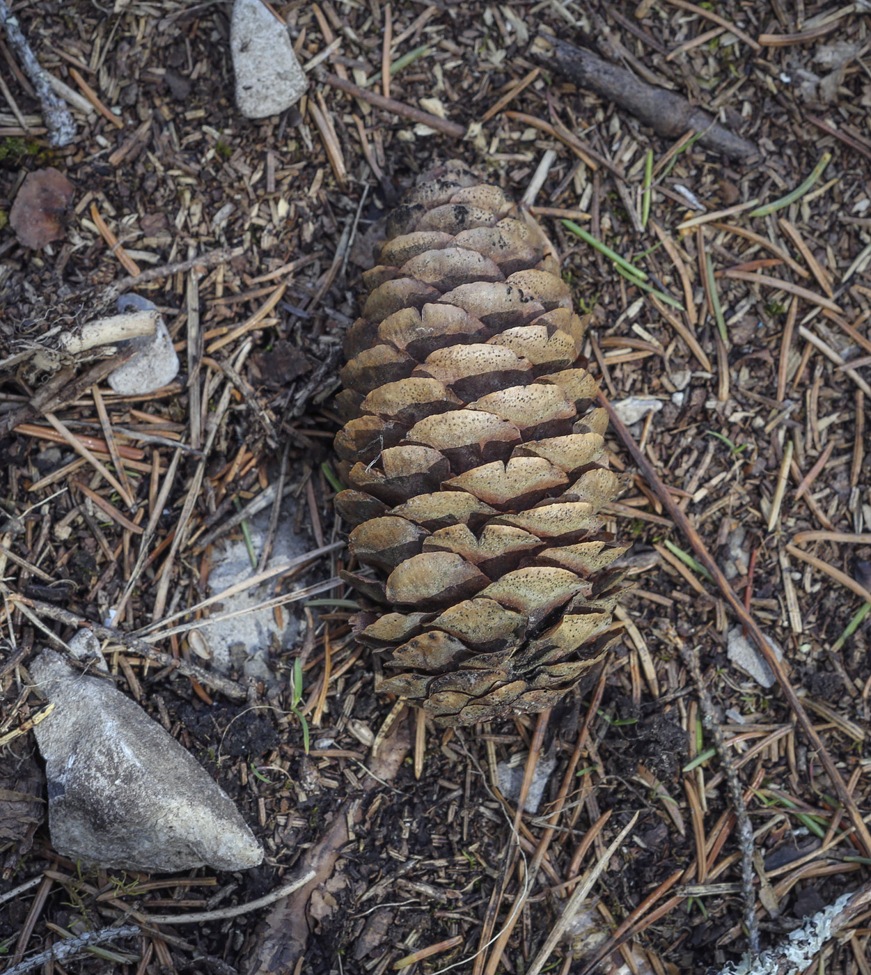 Изображение особи Picea obovata.