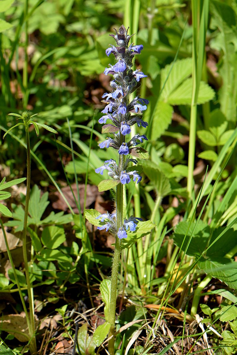 Изображение особи Ajuga reptans.