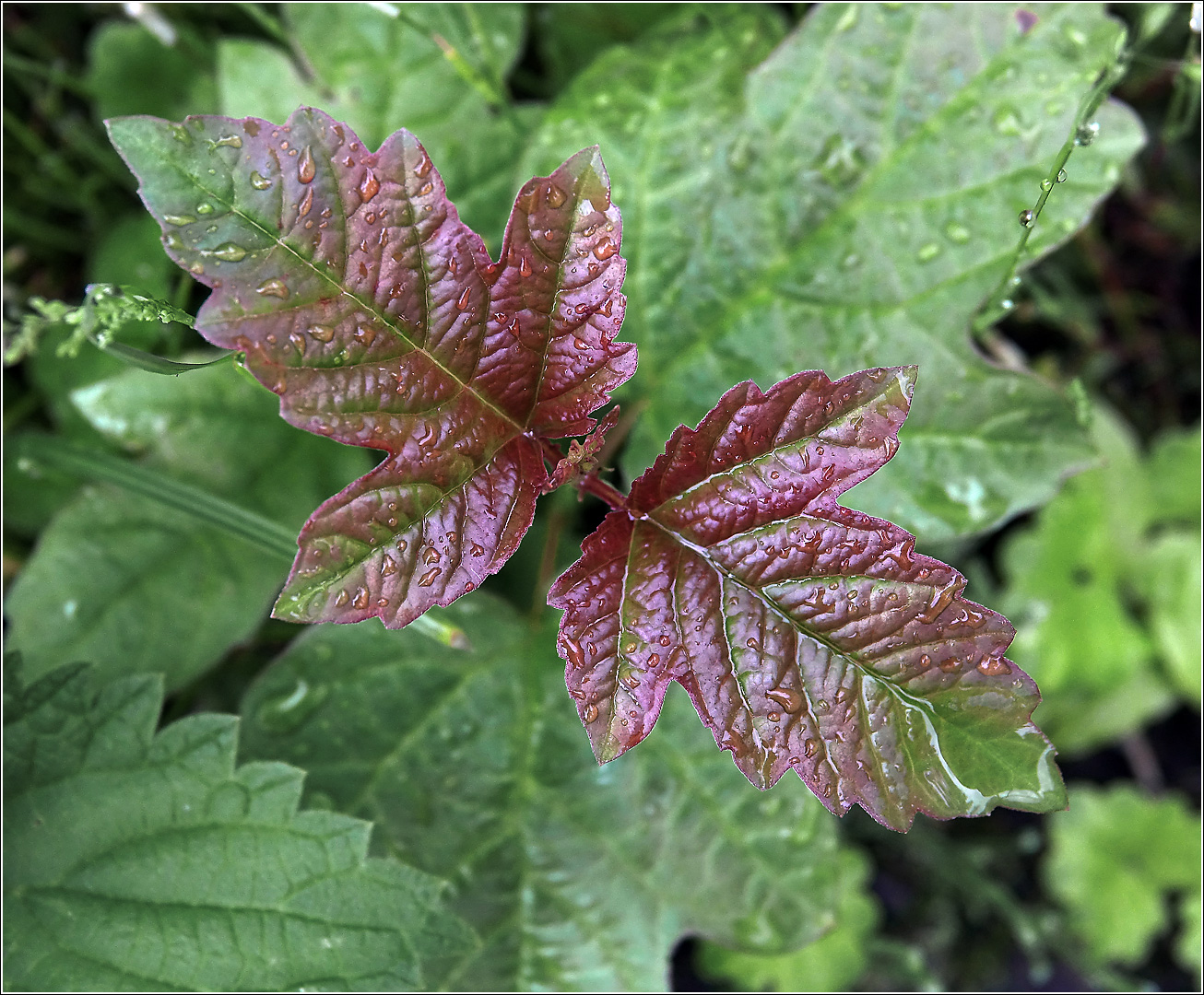 Image of Viburnum opulus specimen.