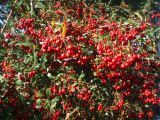 Pyracantha coccinea