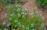 Chorispora tenella