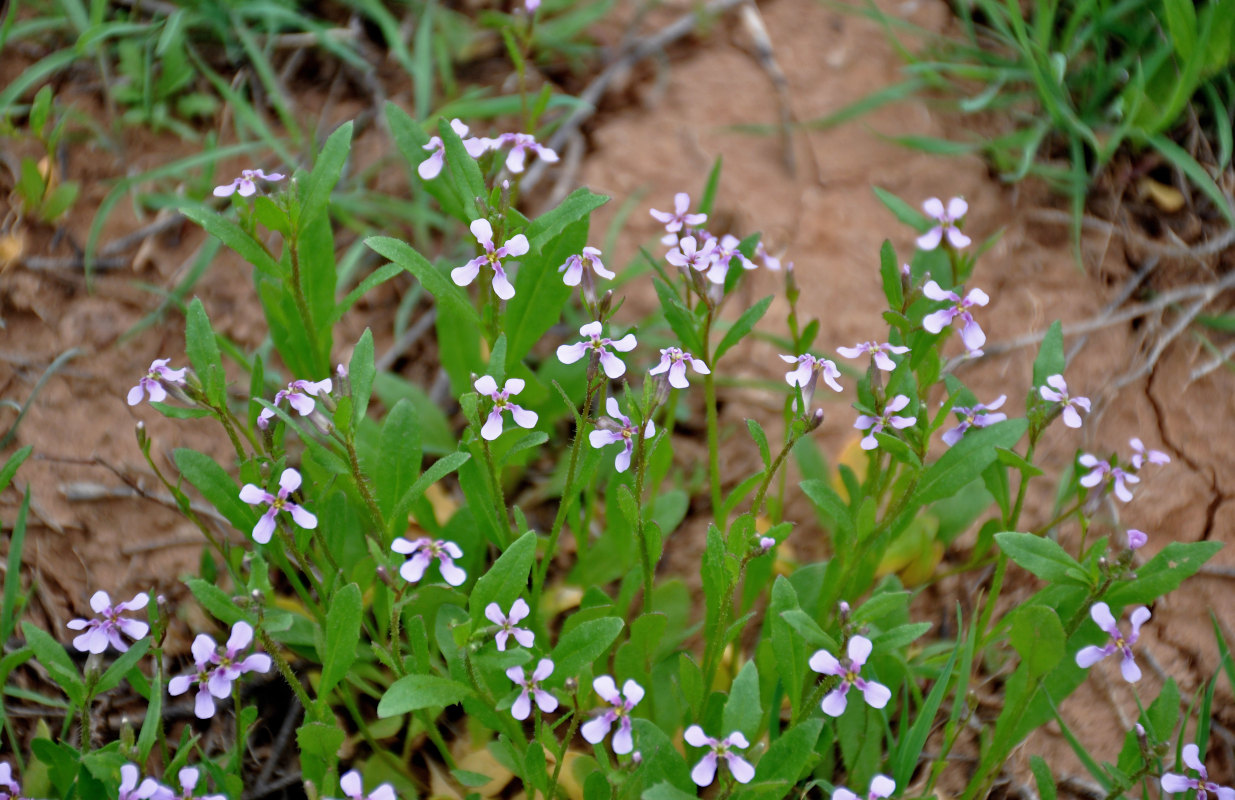 Image of Chorispora tenella specimen.