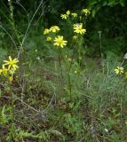 Senecio vernalis. Цветущее растение. Ростовская обл., Азовский р-н, у обочины дороги. Середина мая 2011 г.