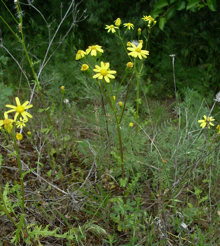 Image of Senecio vernalis specimen.