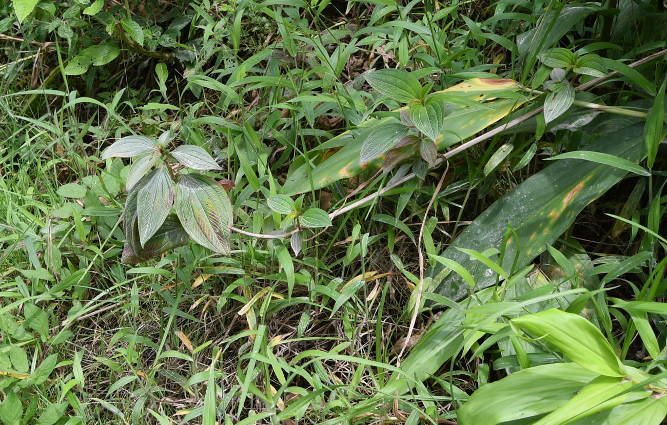 Image of familia Melastomataceae specimen.