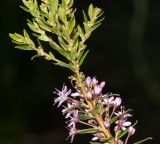 Agathosma ovata