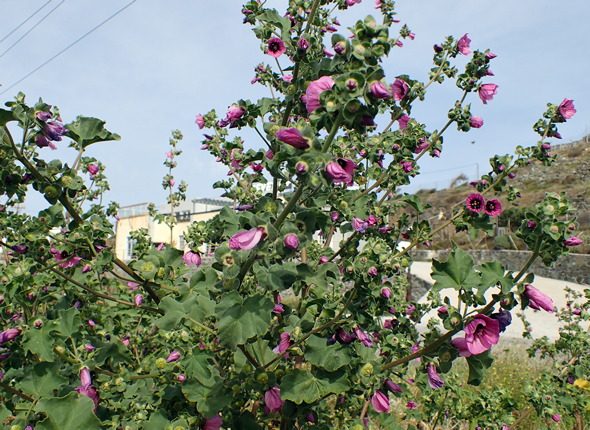 Image of Malva arborea specimen.