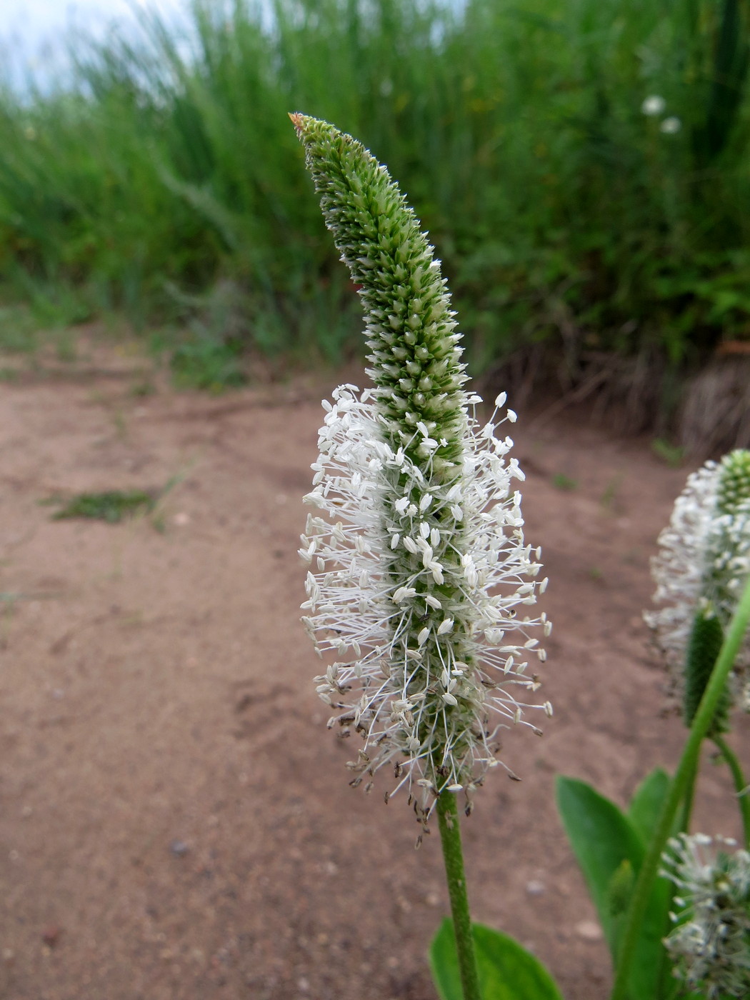 Image of Plantago maxima specimen.