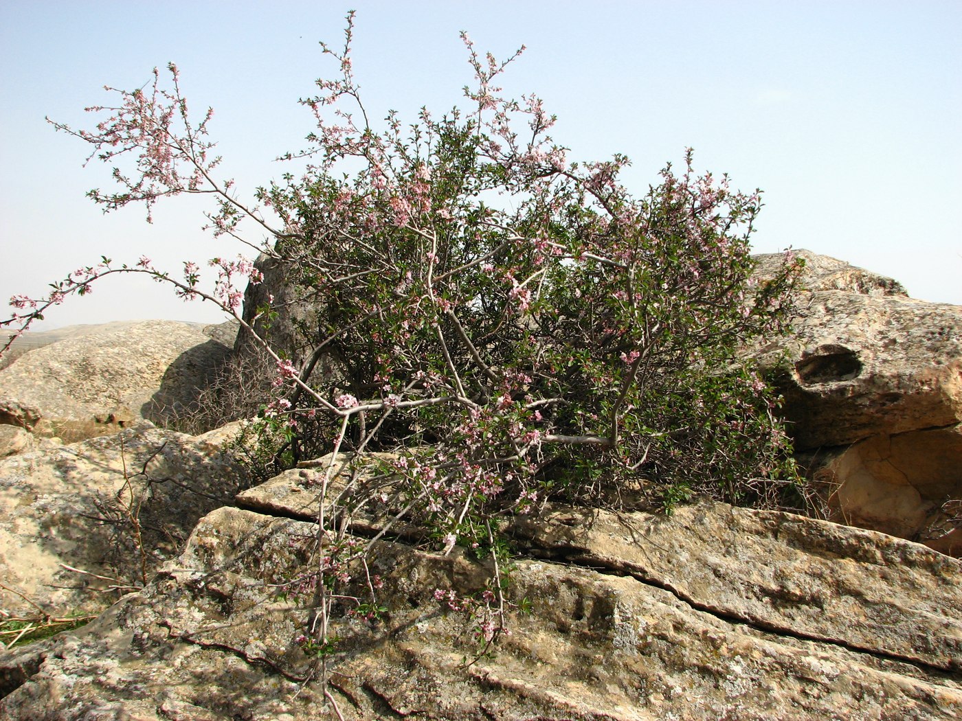 Image of Cerasus microcarpa specimen.