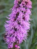 Liatris spicata