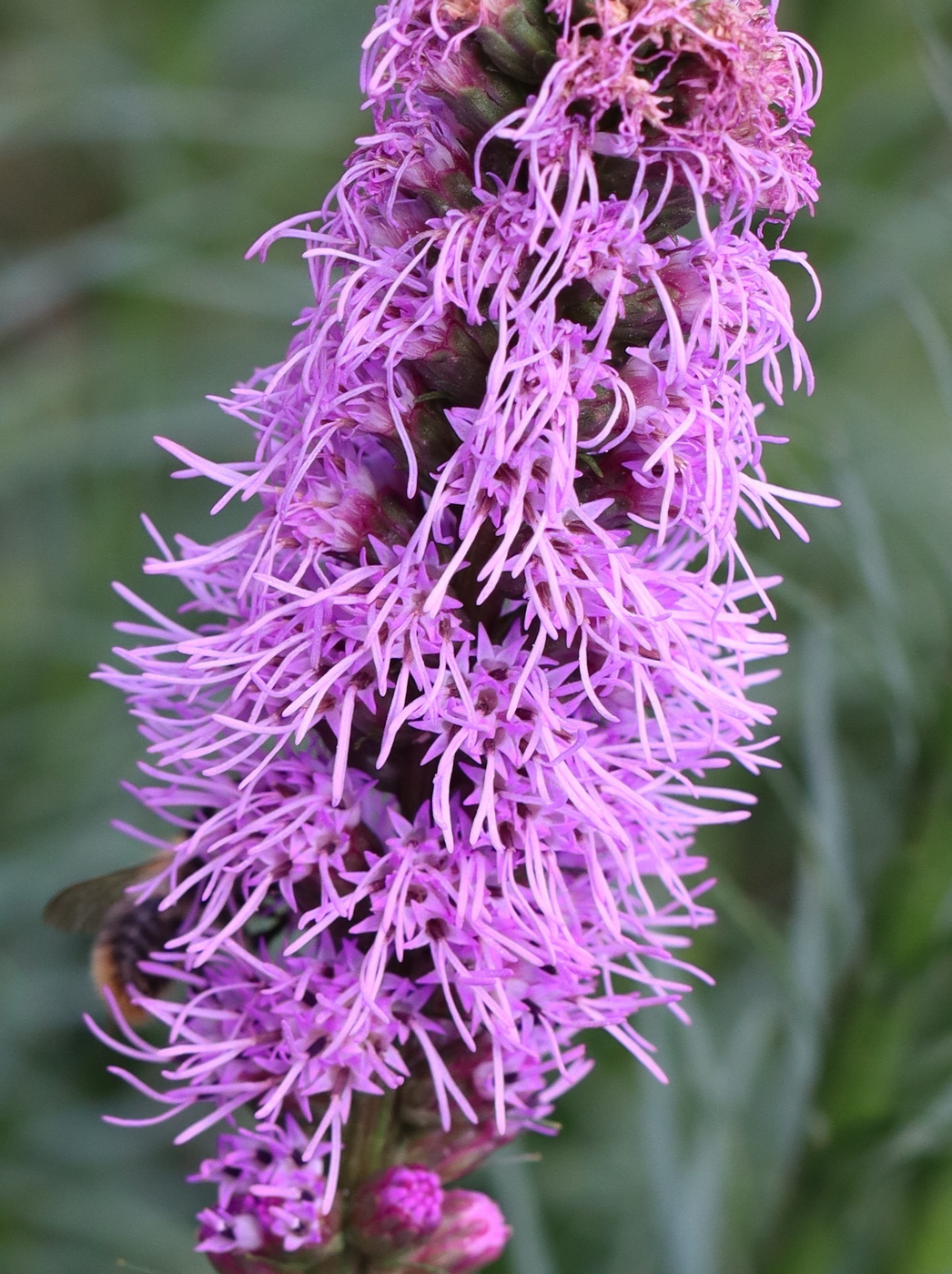 Image of Liatris spicata specimen.