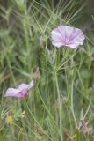 Convolvulus cantabrica