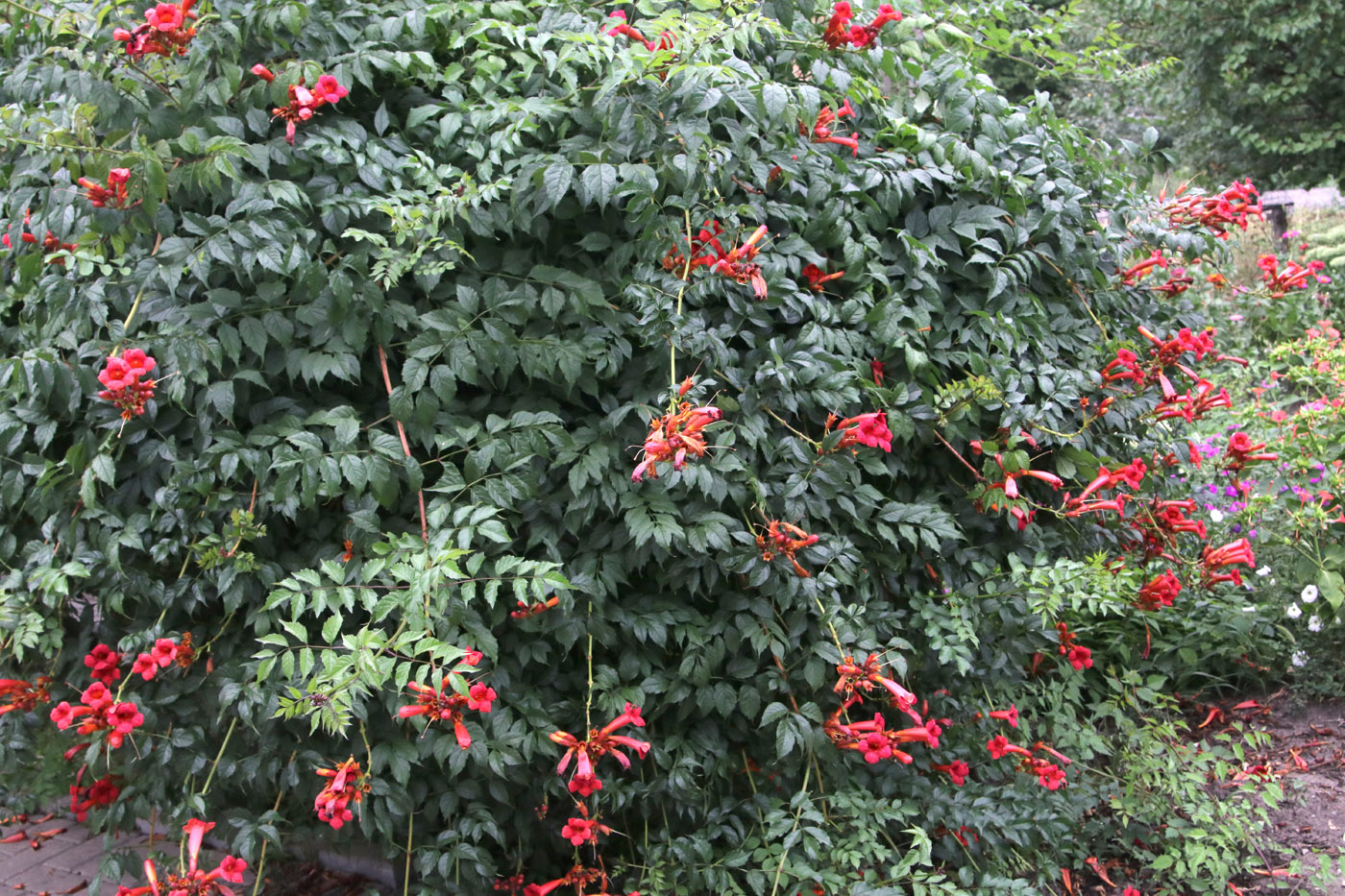 Image of Campsis radicans specimen.