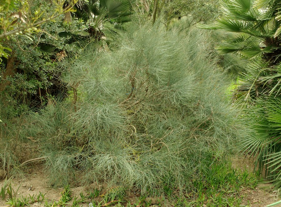 Image of genus Ephedra specimen.