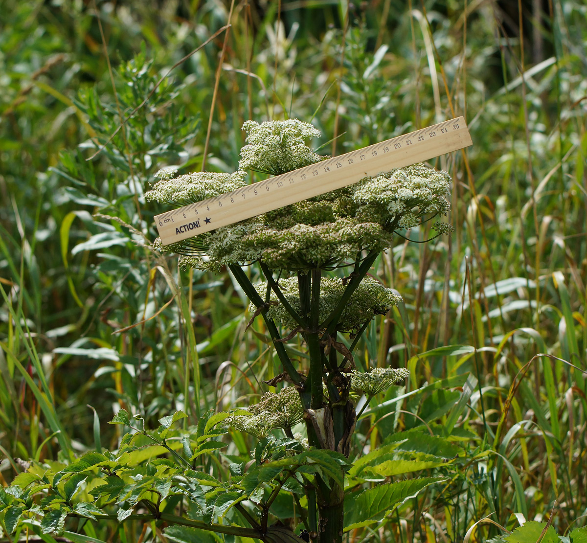 Image of Angelica sylvestris specimen.