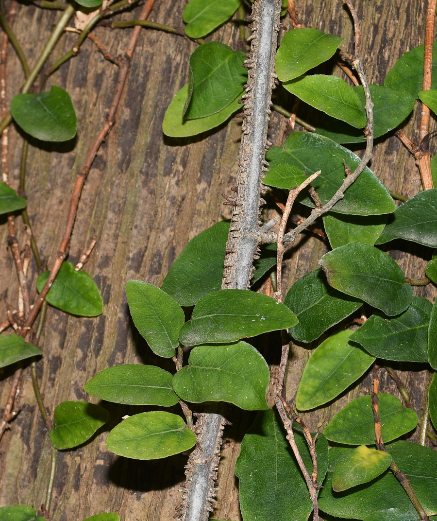 Изображение особи Ficus pumila.