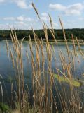 Koeleria grandis. Верхушки сухих побегов с соплодиями (Koeleria polonica Domin). Псковская обл., Псковский р-н, окр. погоста Выбуты, борт дол. р. Великая, бровка известнякового склона, сухой луг. 29.07.2021.