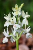 Orchis provincialis. Соцветие. Краснодарский край, г/о Сочи, Лазаревский р-н, окр. ж.-д. станции \"Чемитоквадже\", дубовый лес по гребню. 29 апреля 2021 г.