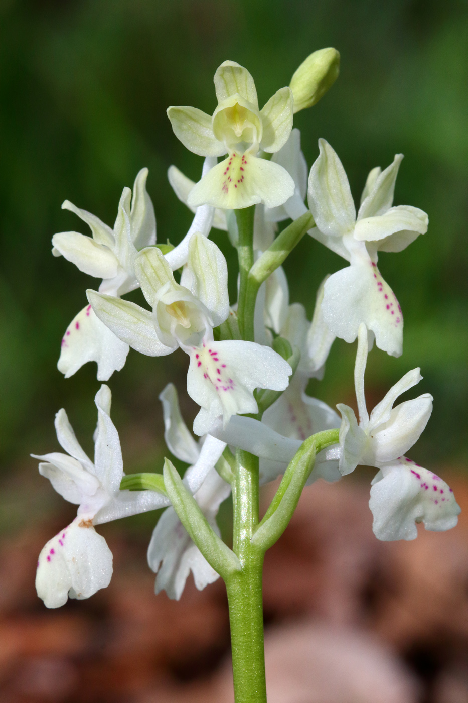 Изображение особи Orchis provincialis.