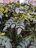 Mahonia japonica. Верхушки побегов с соцветиями. Франция, г. Париж, в озеленении. 13.01.2020.