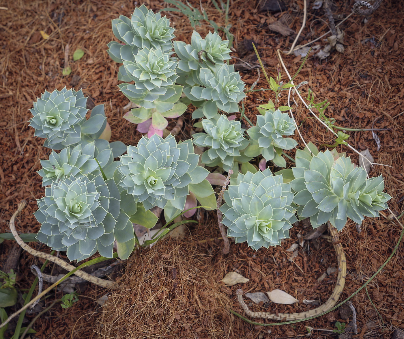 Image of Euphorbia myrsinites specimen.