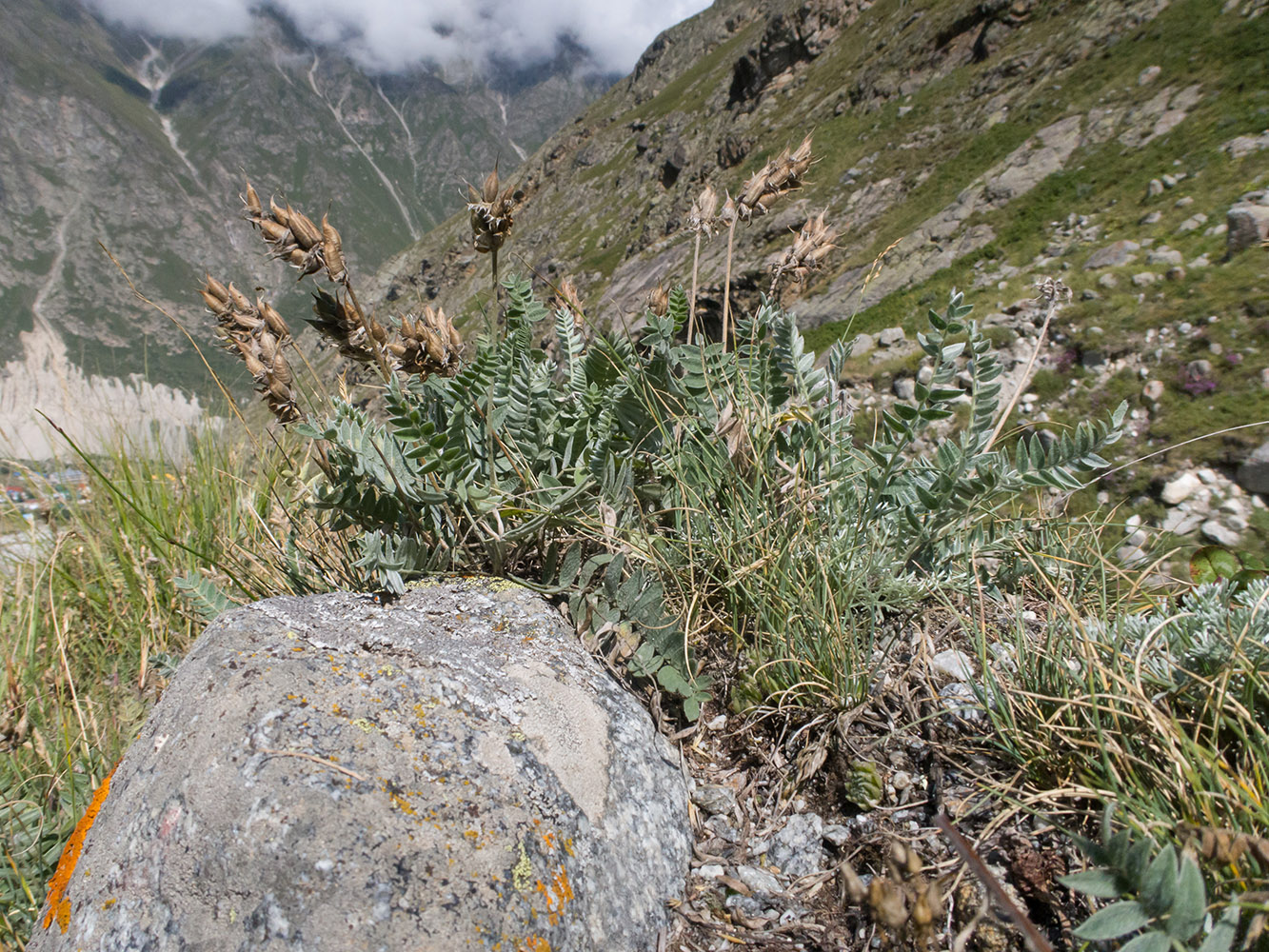 Image of Oxytropis owerinii specimen.