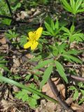 Anemone ranunculoides