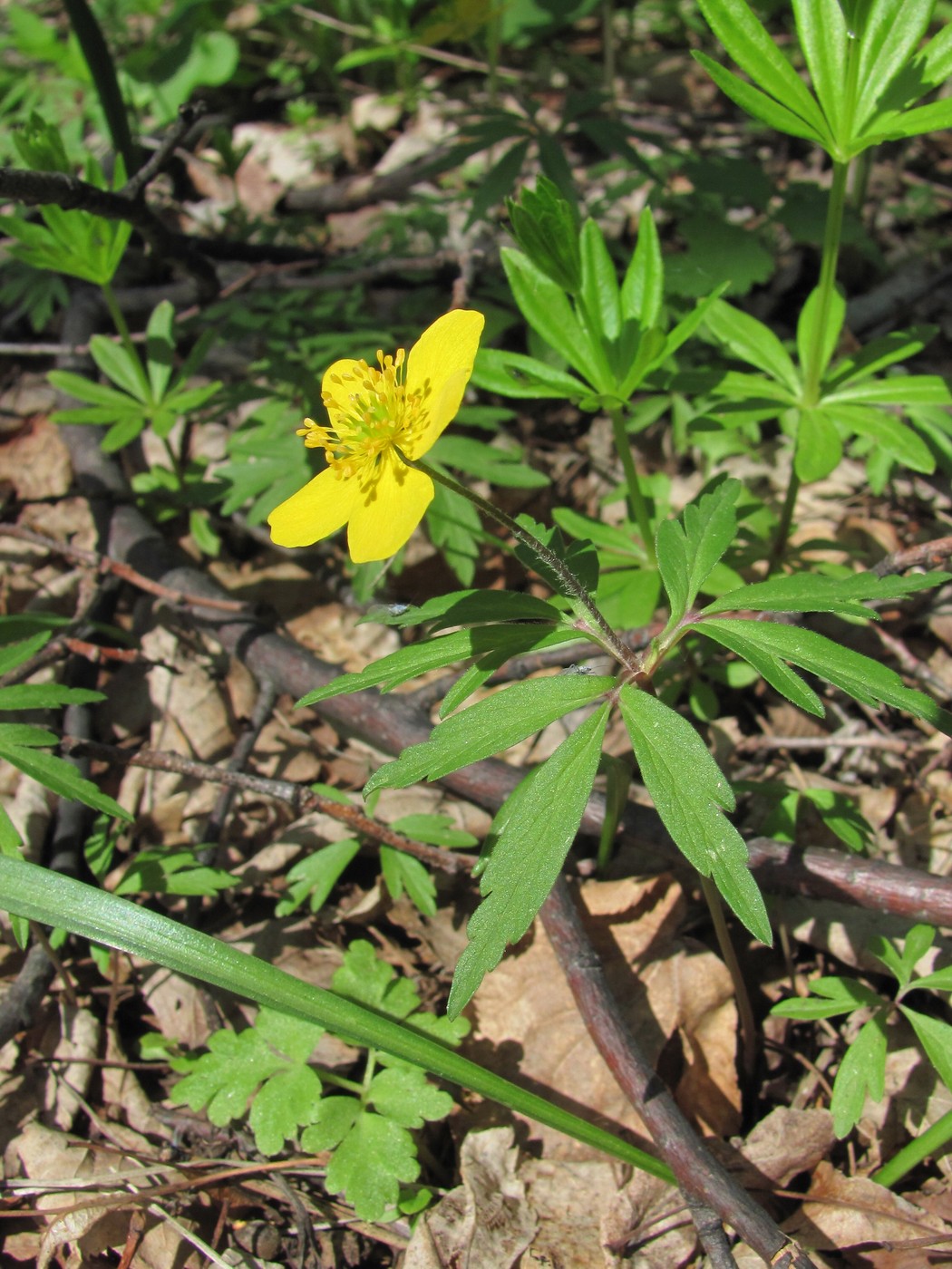 Image of Anemone ranunculoides specimen.