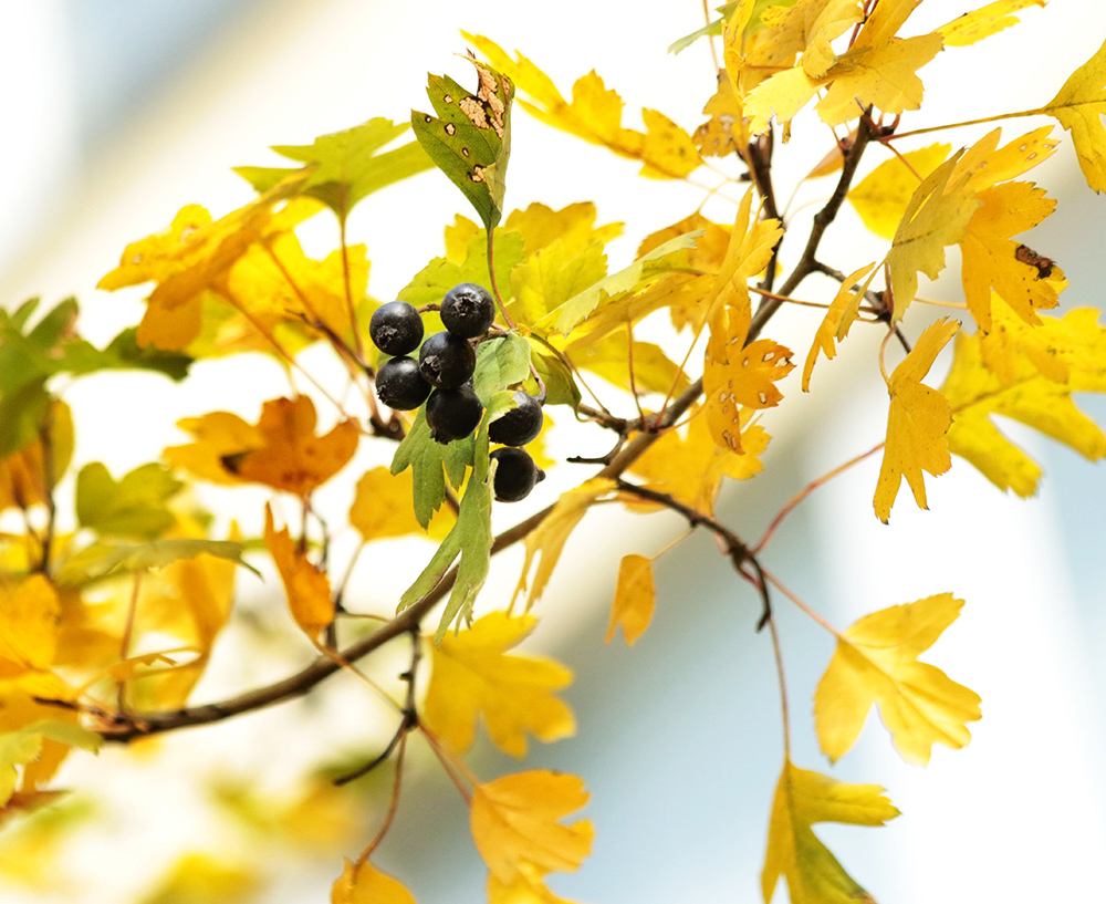 Изображение особи Crataegus pentagyna.