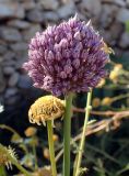 Allium polyanthum. Верхушка побега с соцветием. Греция, Эгейское море, о. Парос, пос. Дриос, используемая под автостоянку залежь. 19.05.2021.