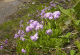 Primula auriculata. Цветущие растения. Кабардино-Балкария, Эльбрусский р-н, гора Чегет, субальпийский луг. 23.06.2008.