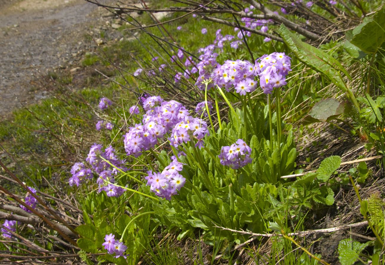 Изображение особи Primula auriculata.