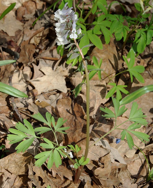 Image of Corydalis solida specimen.